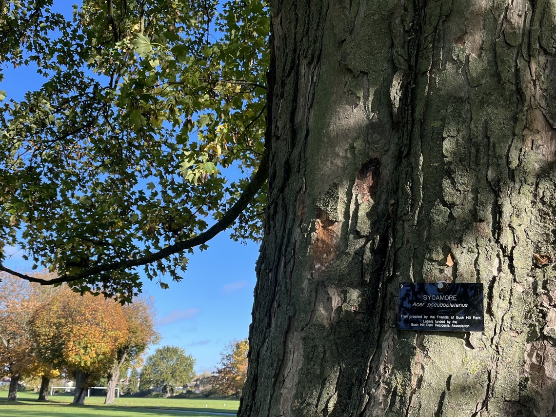 tree trail sign showing sycamore